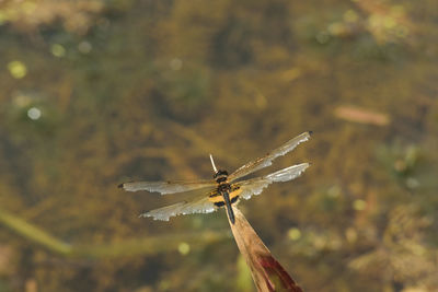 Close-up of insect