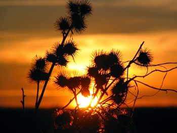 Silhouette of trees at sunset