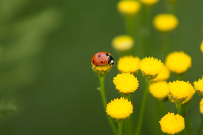 Close-up of ladybug on yellow flower