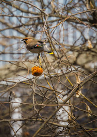 Close-up of bird perching on a tree