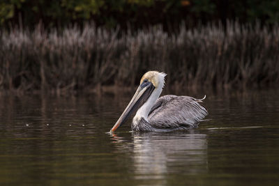 Swimming male brown pelican pelecanus occidentalis at tigertail beach in marco island, florida