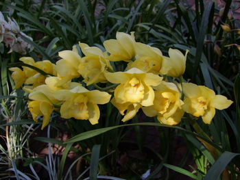 Close-up of yellow flowers blooming outdoors