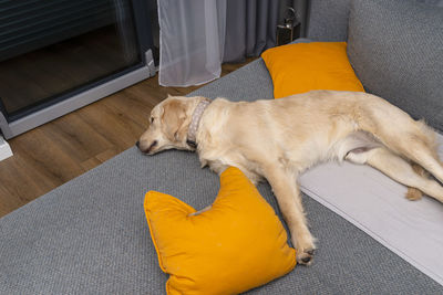 A young male golden retriever is sleeping on a couch in a home living room on yellow pillows