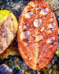 High angle view of dry leaf on rock