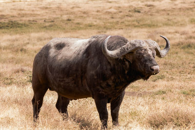 View of a solo african buffalo on the plains of the ngorongoro crater
