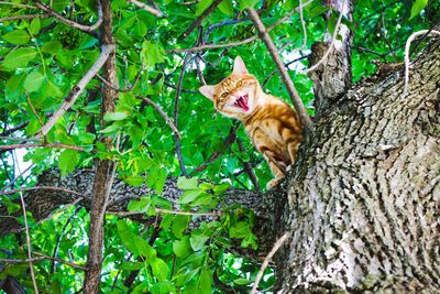 Low angle portrait of cat snarling on branch