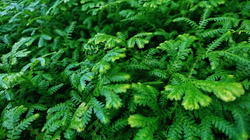 Full frame shot of green leaves