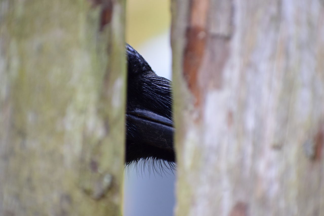 CLOSE-UP OF A BIRD ON A METAL