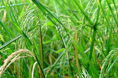 Close up of green rice in the field. jasmine rice in thailand.