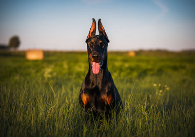 View of a dog on field