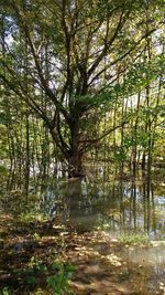 Trees in forest