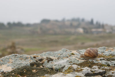 Snail crawling on a rocky surface 