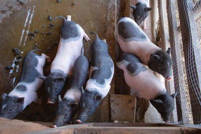 High angle view of sheep in container