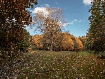 Autumn leaves 