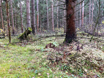 Trees growing in forest