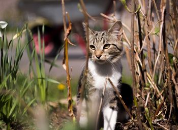 Portrait of a cat looking away