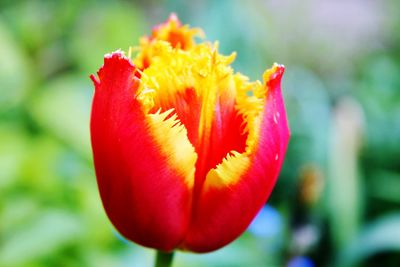 Close-up of red flower blooming outdoors