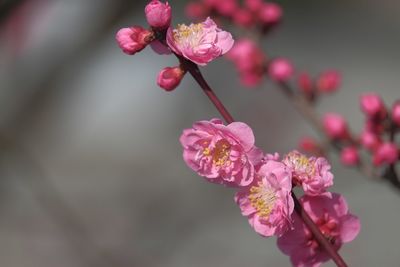 Close-up of pink cherry blossom