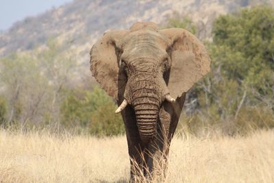 Elephant standing on landscape