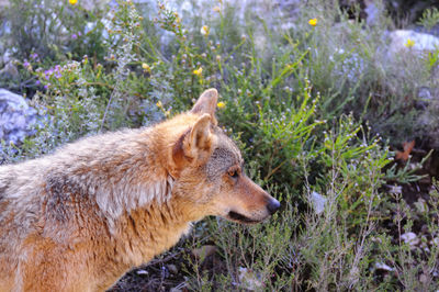 Side view of an animal