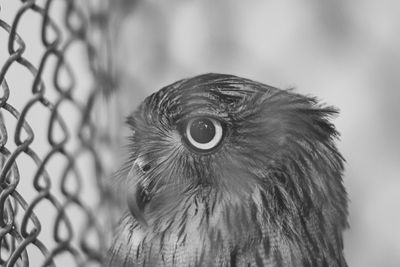 Close-up of a bird looking away