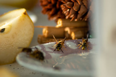 Close-up of honey bee on plate
