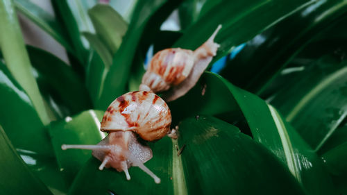 Close-up of shell on leaf