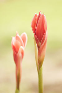 Close-up of red tulip blooming outdoors