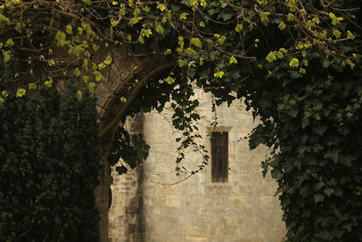 Close-up of ivy on tree