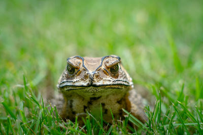 Close-up of lizard on grass