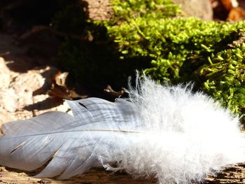 Close-up of feather