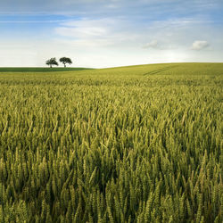 Scenic view of oilseed rape field against sky