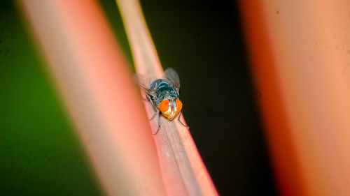 Close-up of ladybug