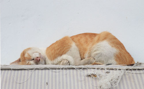 Colorful cats are sleeping comfortably in the winter.