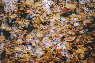 Full frame shot of leaves floating on water