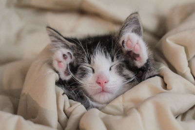 Close-up of kitten sleeping on bed