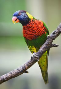 Close-up of rainbow lorikeet perching on branch