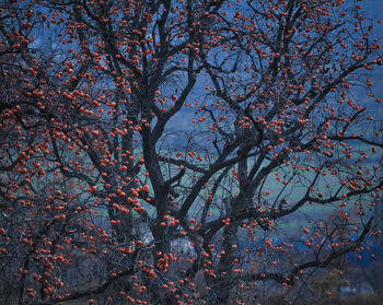 Low angle view of tree against sky