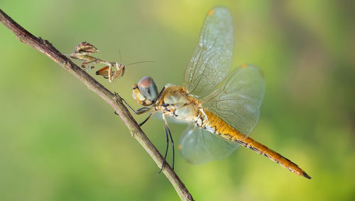 Close-up of insect on plant