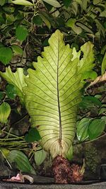 High angle view of leaves on field