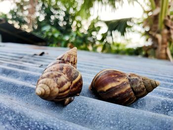 Close-up of snail on table