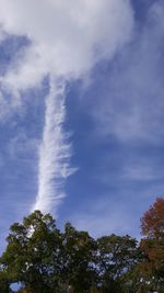 Low angle view of trees against blue sky