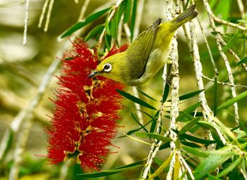 Close-up of a bird on branch