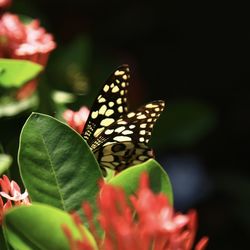 Close-up of butterfly on flower