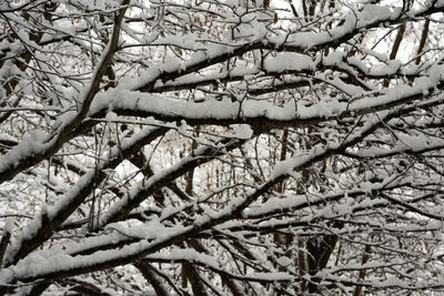 Low angle view of bare trees during winter