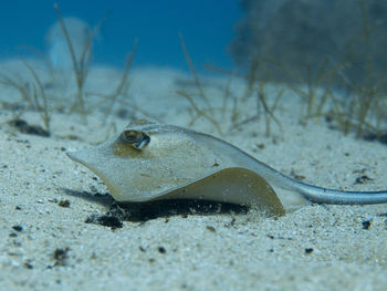 Close-up of stingray on sand in mediterranean sea