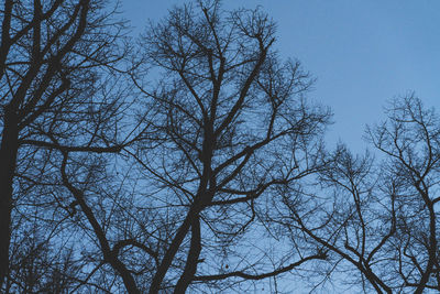 Low angle view of bare trees against clear sky