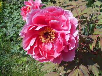 plant