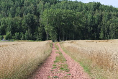 Empty dirt road along field