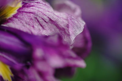 Close-up of wet pink rose flower